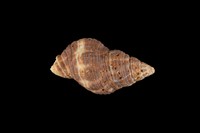 藏品(焦黃峨螺)的圖片